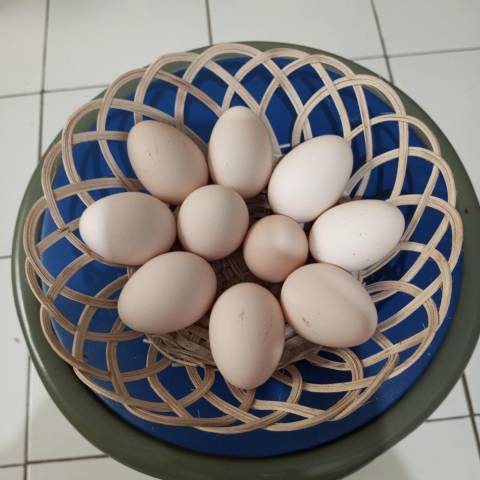 Telur Ayam Kampung (konsumsi)