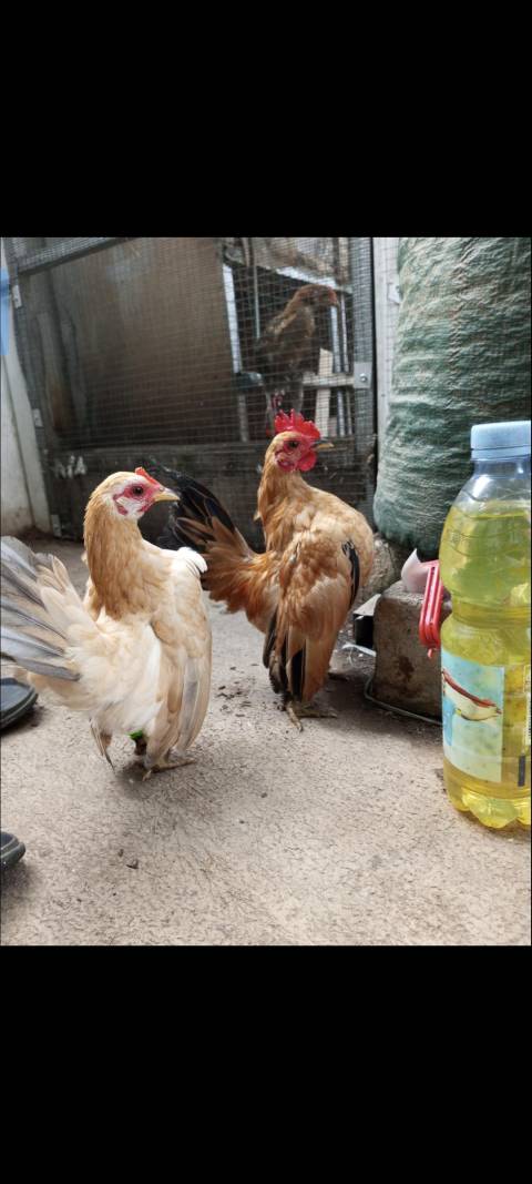 Ayam hias Serama