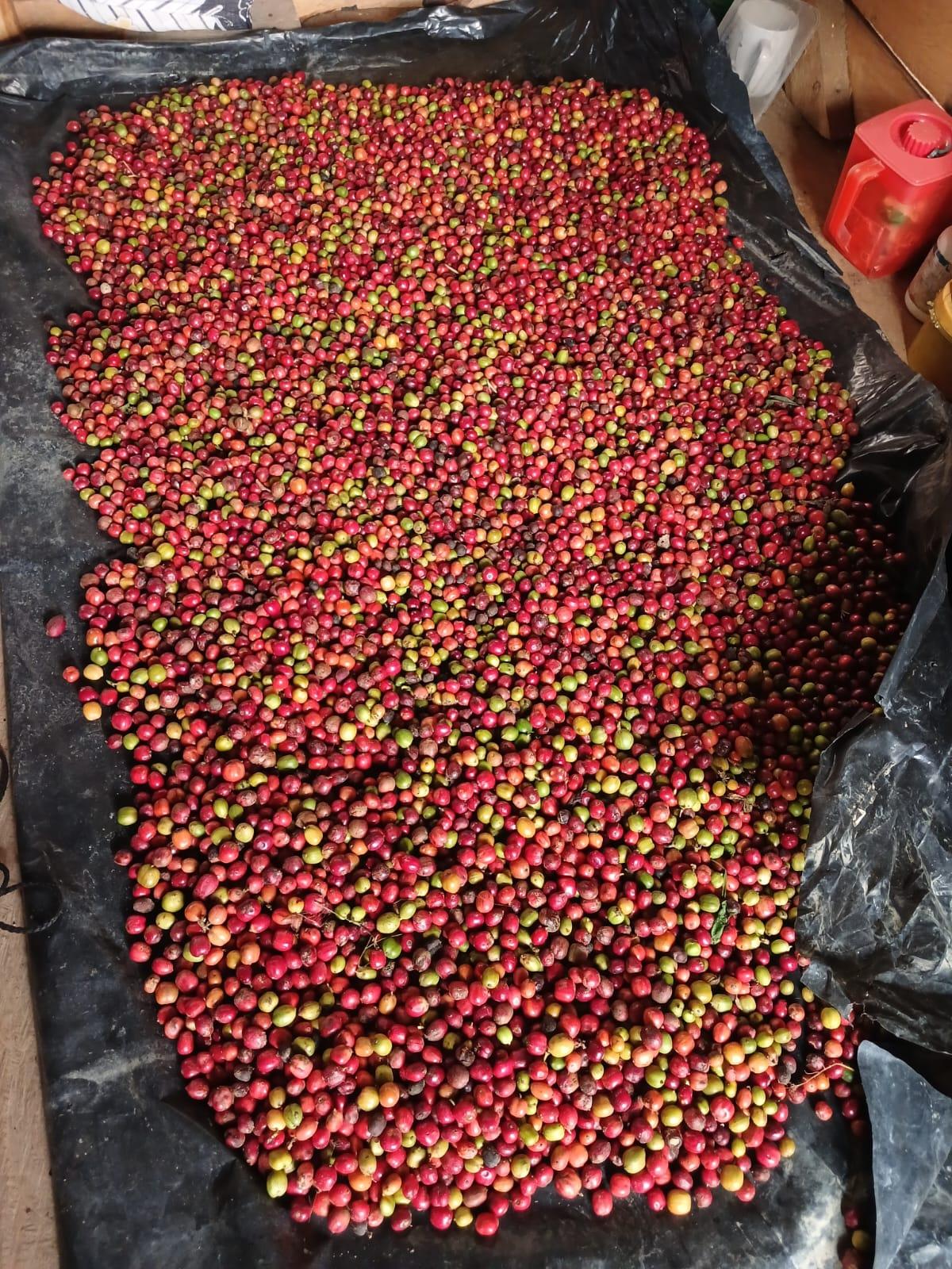 Bubuk kopi hitam robusta