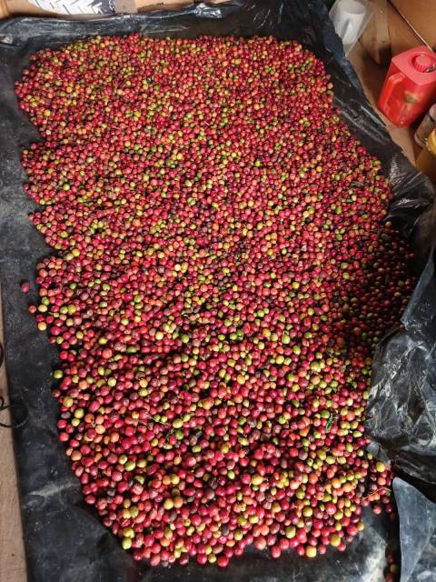 Bubuk kopi hitam robusta